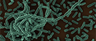 Listeria monocytogenes wildtype EGD. Scanning electron microscopy. Bar = 1 µm. Source: © Petra Kaiser (2013)/RKI
